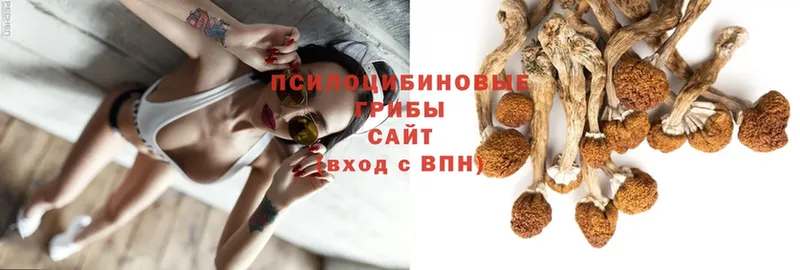 Галлюциногенные грибы Cubensis  Зарайск 